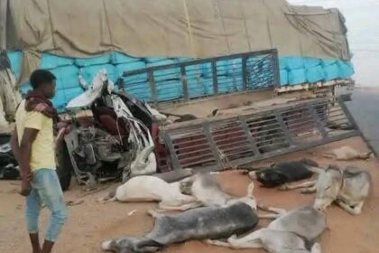 3 مواطنين و7 حمير.. حصيلة حادث مروري واحد في نهر النيل