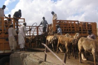 الأغنام والأبقار تغادر دارفور إلى تشاد