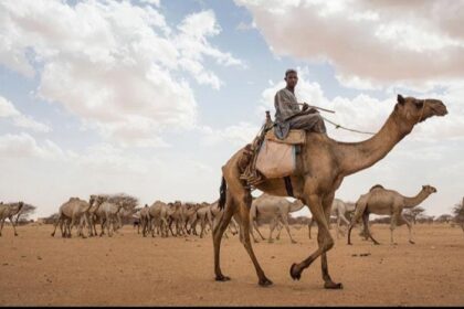 السودان يرفع الدية الشرعية إلى ما يعادل 100 من الإبل