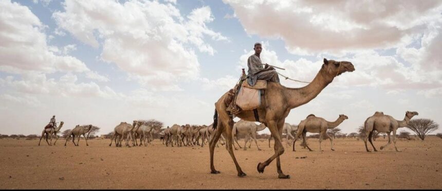 السودان يرفع الدية الشرعية إلى ما يعادل 100 من الإبل